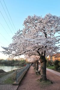 Cherry blossom tree by canal against clear sky