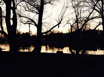 Silhouette of trees at sunset