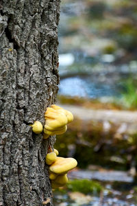 Close-up of yellow leaf on tree trunk