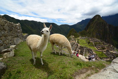 Sheep standing on mountain against sky