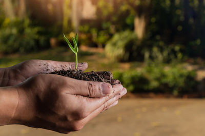 Cropped hand watering plant