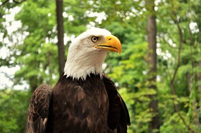 Close-up of eagle against trees