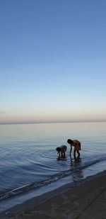 View of a horse in the sea