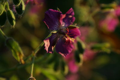 Close-up of pink flowers