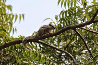 Low angle view of squirrel on a tree