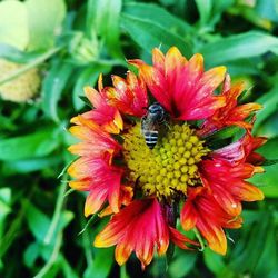 Close-up of bee pollinating on yellow flower