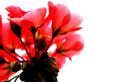 Close-up of red flower