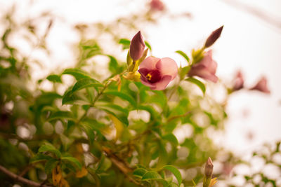 Close-up of pink flowering plant