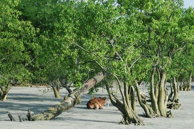 View of a cow under the tree