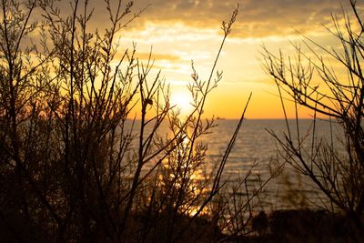 Silhouette plants by sea against sky during sunset