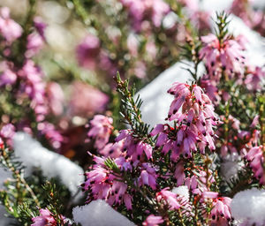 Close-up of cherry blossoms in spring