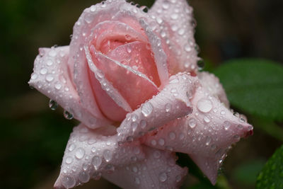 Close-up of water drops on red rose