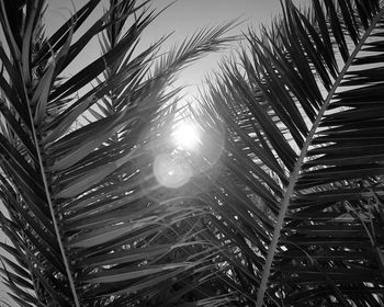 Low angle view of palm trees against sky