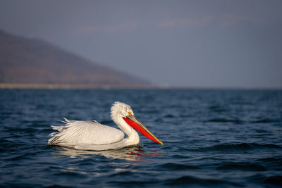 Close-up of pelican