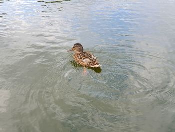 High angle view of bird swimming in lake