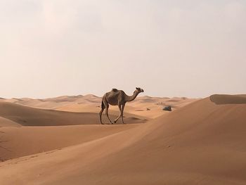 View of a horse on sand