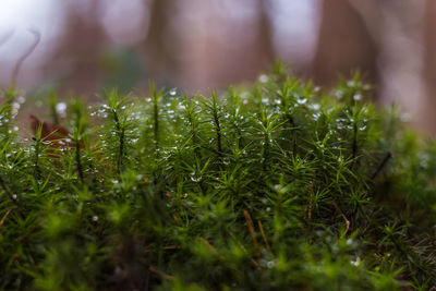 Close-up of grass