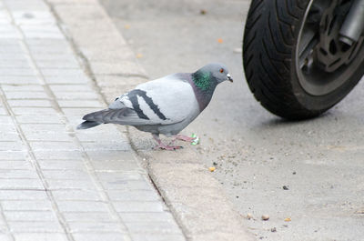 High angle view of pigeon perching on footpath