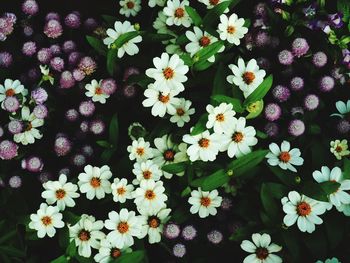 High angle view of flowers blooming outdoors