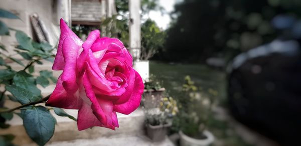 Close-up of pink rose flower