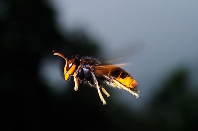 Close-up of bee pollinating