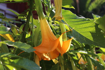 Close-up of orange flowers