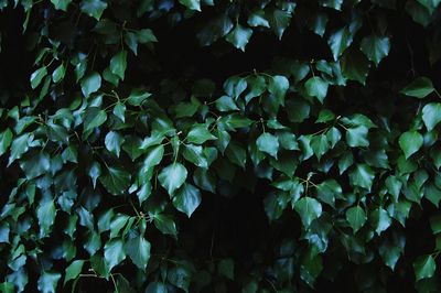 Close-up of fresh green plants