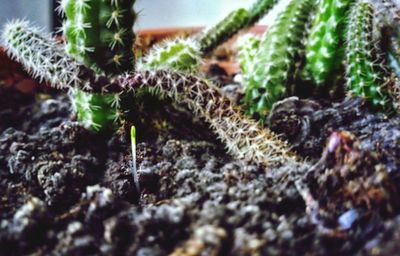 Close-up of succulent plant