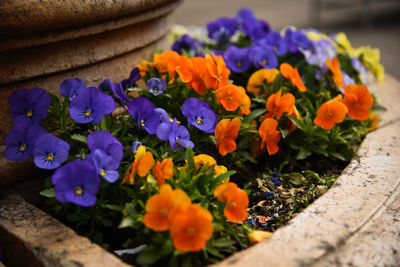 Close-up of potted plant