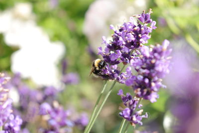 Close-up of bee pollinating on lavender