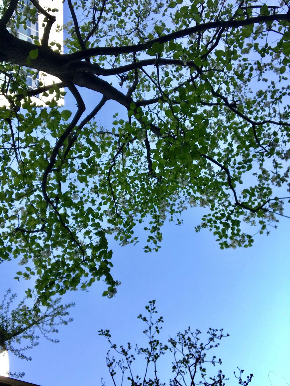 tree, plant, low angle view, sky, growth, branch, beauty in nature, nature, day, clear sky, no people, tranquility, blue, outdoors, green color, flowering plant, sunlight, flower, leaf, plant part, directly below, tree canopy