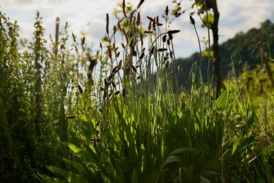 Close-up of wheat field