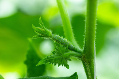 Close-up of fresh green leaves