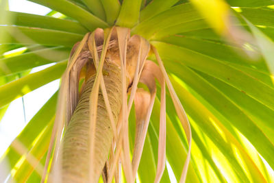 Close-up of green plant