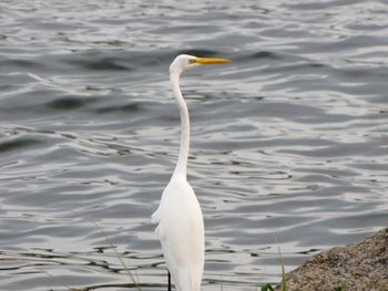 Bird flying over lake