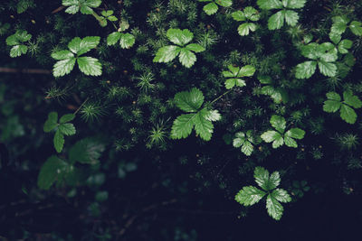 High angle view of wet plants