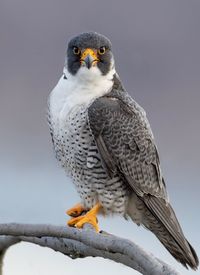 Close-up portrait of bird perching on branch