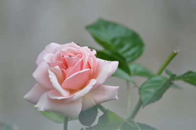 Close-up of pink rose