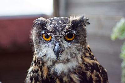 Close-up portrait of owl