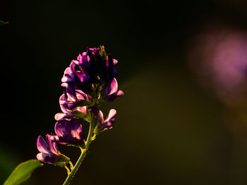 Close-up of pink flower against black background