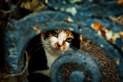 Close-up portrait of cat