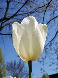 Close-up of white rose flower against sky