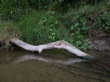 View of driftwood in water