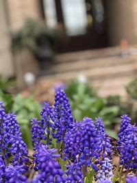 Close-up of purple flowering plants