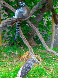 Bird perching on wood