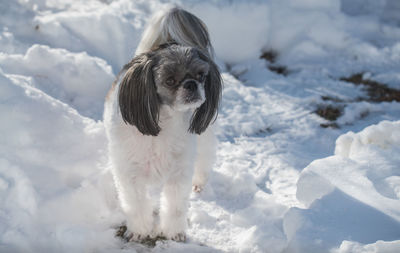  shih tzu treading carefully through the snow