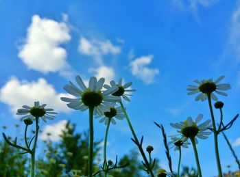 Low angle view of yellow flowers blooming in field