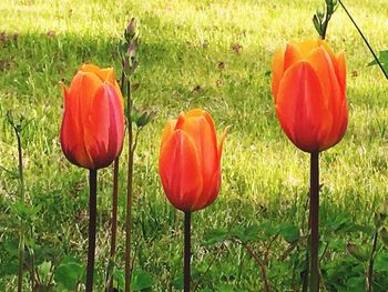 Close-up of poppy blooming in field