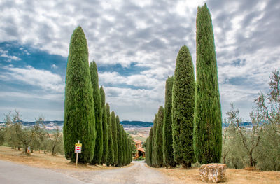 Panoramic view of road amidst plants and trees against sky