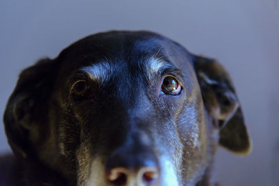 Close up portrait of elderly old dog with grey eyebrows and soulful eyes.